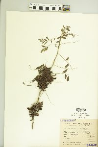 Indigofera microcarpa image