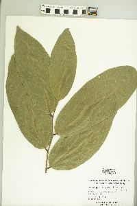 Inocarpus fagifer image