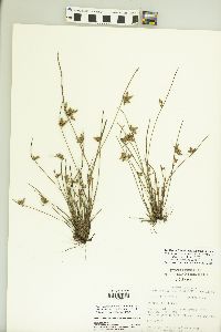 Schoenoplectiella hallii image