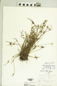 Schoenoplectiella hallii image