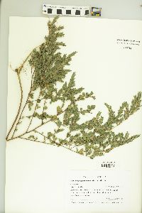 Kummerowia stipulacea image