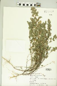 Kummerowia stipulacea image