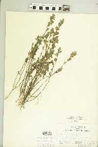 Kummerowia stipulacea image