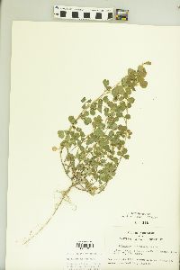 Kummerowia stipulacea image