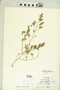 Kummerowia stipulacea image