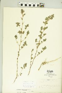 Kummerowia stipulacea image