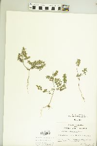 Kummerowia stipulacea image