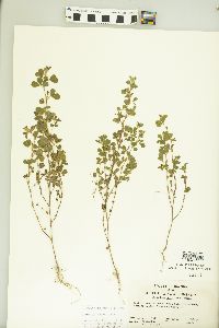 Kummerowia stipulacea image