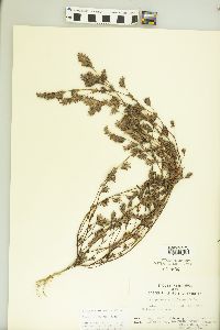 Kummerowia stipulacea image