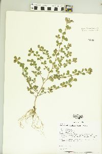 Kummerowia stipulacea image