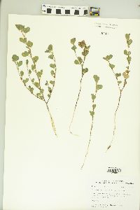 Lespedeza stipulacea image