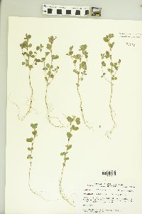 Kummerowia stipulacea image