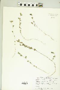 Kummerowia stipulacea image