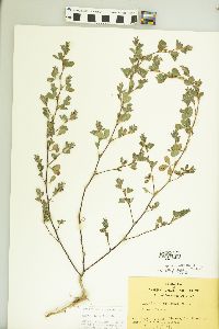 Kummerowia stipulacea image