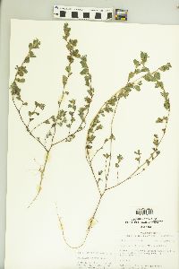 Kummerowia stipulacea image