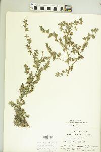 Kummerowia stipulacea image