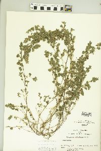 Kummerowia stipulacea image