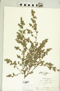 Kummerowia stipulacea image