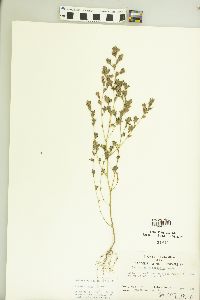 Kummerowia stipulacea image