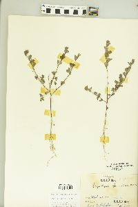 Lespedeza stipulacea image