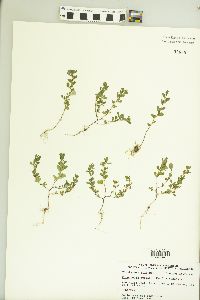Kummerowia striata image