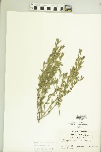 Kummerowia striata image