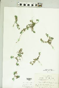 Kummerowia striata image