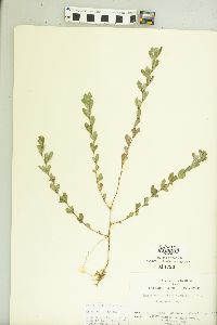 Kummerowia striata image