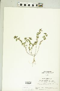 Kummerowia striata image