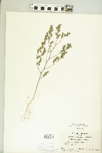 Kummerowia stipulacea image