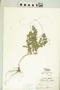 Kummerowia stipulacea image