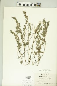 Kummerowia stipulacea image