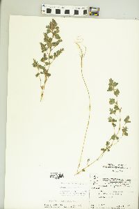 Kummerowia stipulacea image