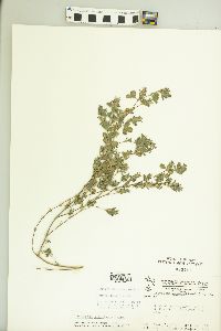 Kummerowia stipulacea image