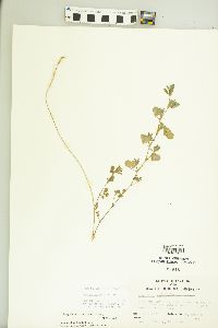 Kummerowia stipulacea image