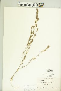 Kummerowia stipulacea image