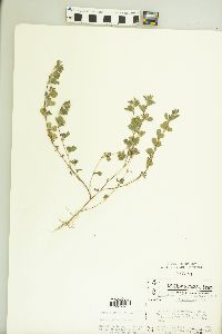 Kummerowia stipulacea image