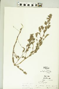 Kummerowia stipulacea image