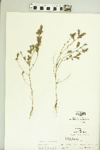 Kummerowia stipulacea image