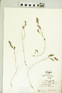 Kummerowia stipulacea image