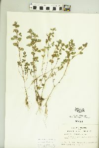 Kummerowia stipulacea image