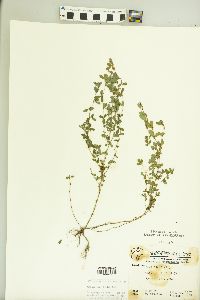 Kummerowia striata image