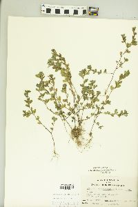 Kummerowia striata image