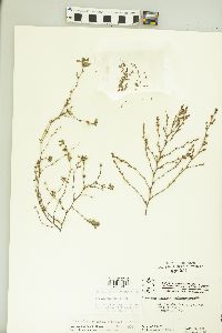 Kummerowia striata image