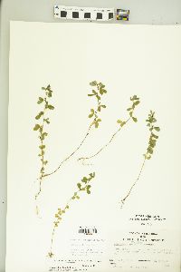 Kummerowia striata image