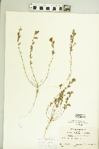 Kummerowia striata image