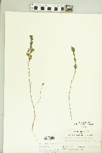 Kummerowia striata image