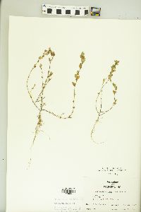 Kummerowia striata image