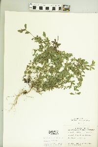 Kummerowia striata image