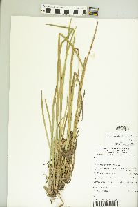 Schoenoplectiella articulata image